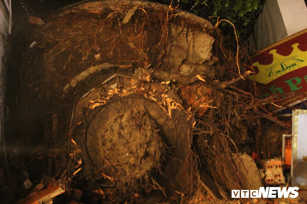 cay-do-pham-ngoc-thach-2-2 (2) 3