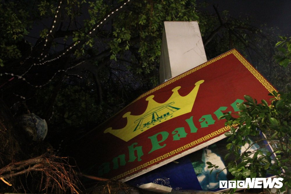 cay-do-pham-ngoc-thach-2-2 (3) 4