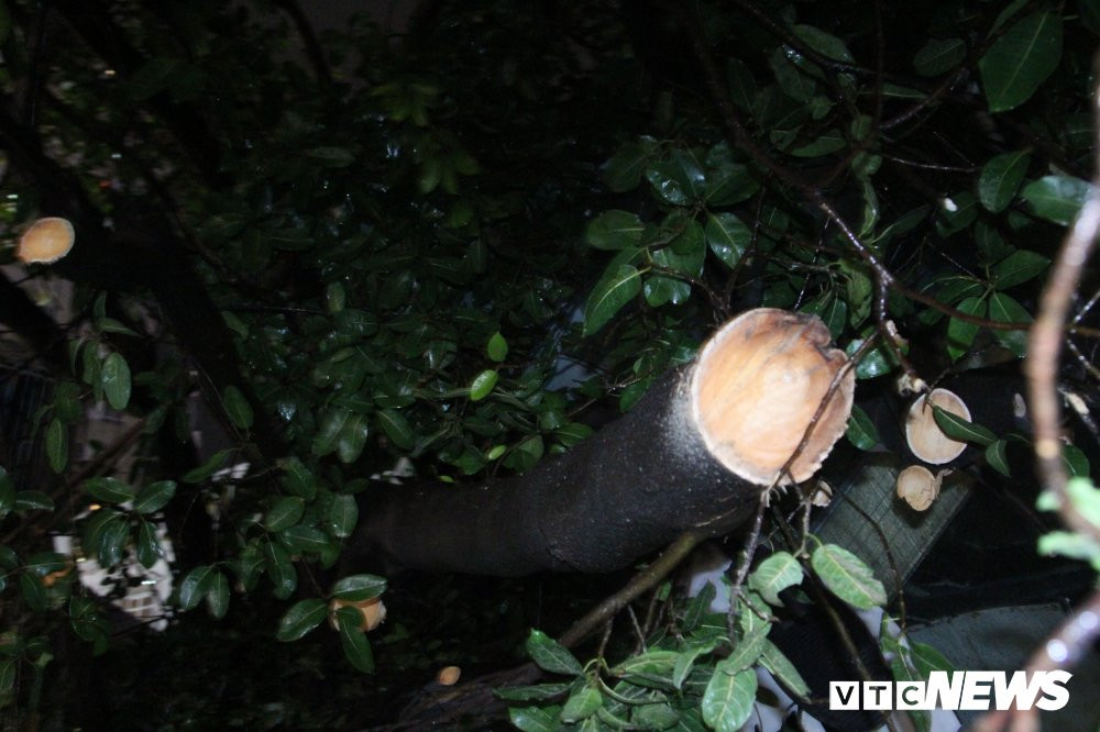 cay-do-pham-ngoc-thach-2-2 (6) 11