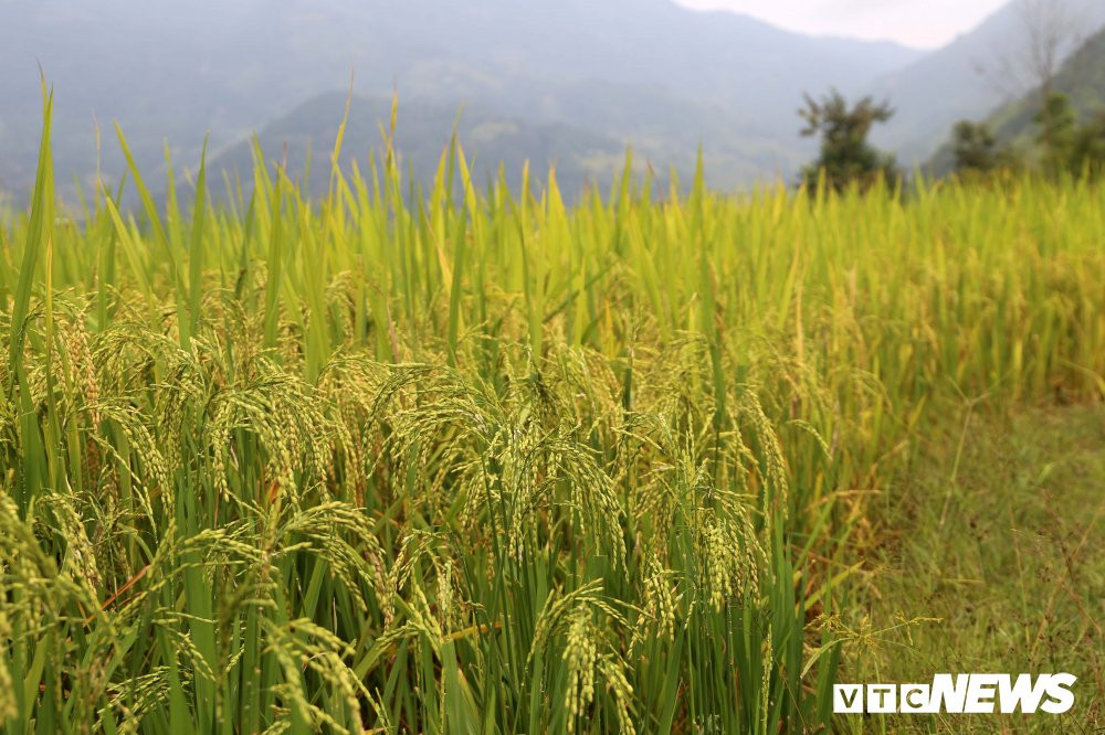 ruong-bac-thang-1-1-1-1 (6) 8