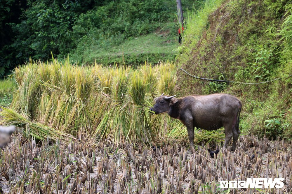 ruong-bac-thang-1-1-1-1 (7) 7