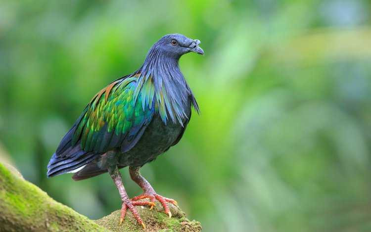 chim-bo-cau-nicobar-11