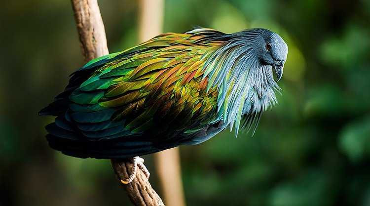 chim-bo-cau-nicobar-5