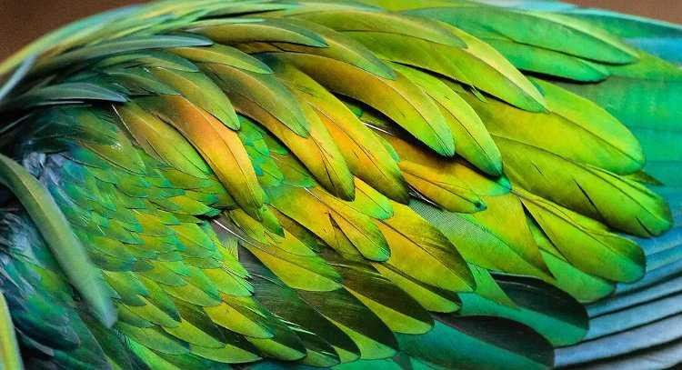 chim-bo-cau-nicobar-6