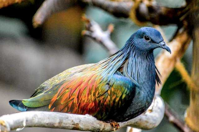 chim-bo-cau-nicobar-9