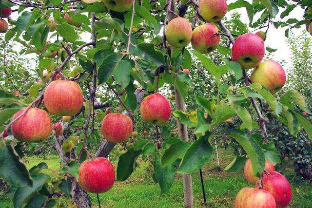 147261383817723-14194193_359381471074128_951359953_n