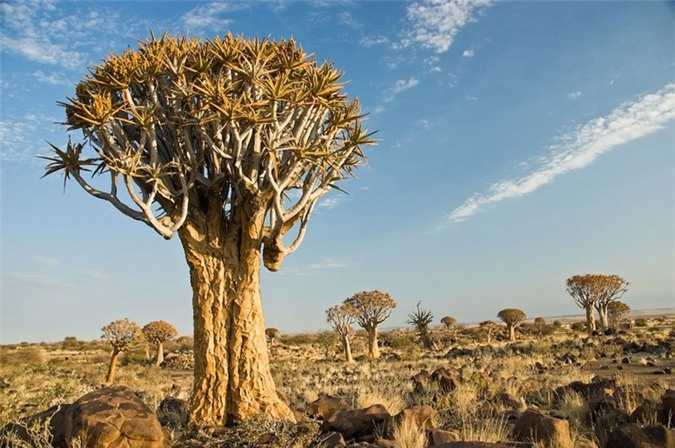 Chiem-nguong-rung-cay-ky-la-o-mien-Nam-Namibia_1