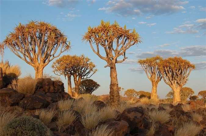 Chiem-nguong-rung-cay-ky-la-o-mien-Nam-Namibia_2