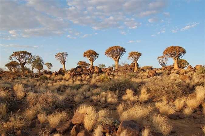 Chiem-nguong-rung-cay-ky-la-o-mien-Nam-Namibia_3