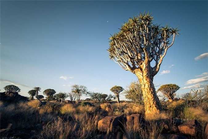 Chiem-nguong-rung-cay-ky-la-o-mien-Nam-Namibia_4