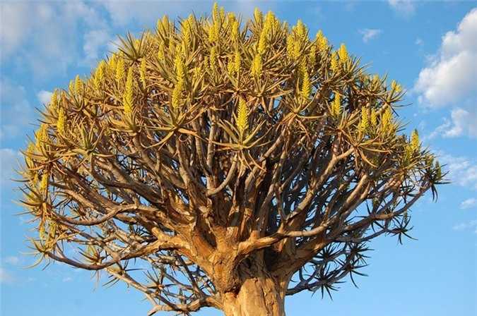 Chiem-nguong-rung-cay-ky-la-o-mien-Nam-Namibia_5