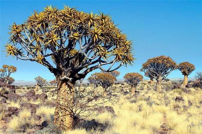Chiem-nguong-rung-cay-ky-la-o-mien-Nam-Namibia_6