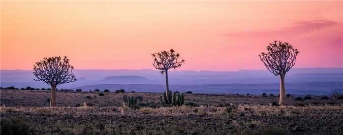 Chiem-nguong-rung-cay-ky-la-o-mien-Nam-Namibia_7