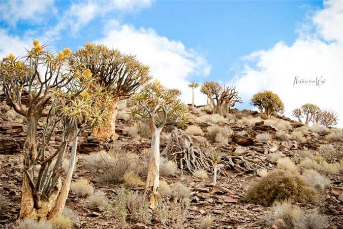 Chiem-nguong-rung-cay-ky-la-o-mien-Nam-Namibia_8