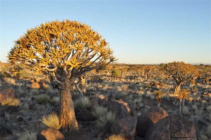 Chiem-nguong-rung-cay-ky-la-o-mien-Nam-Namibia_9