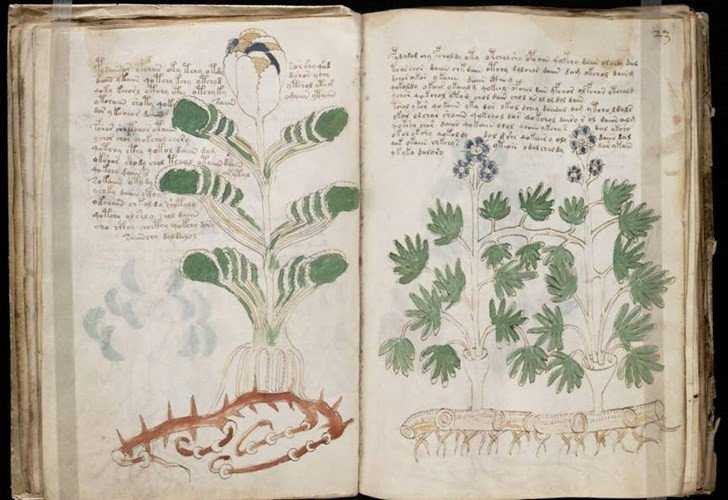 ban-thao-voynich
