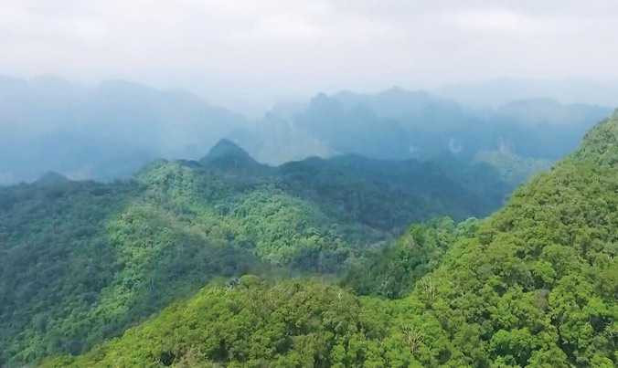 Quần thể bách xanh Phong Nha - Kẻ Bàng trải rộng ngút tầm mắt.