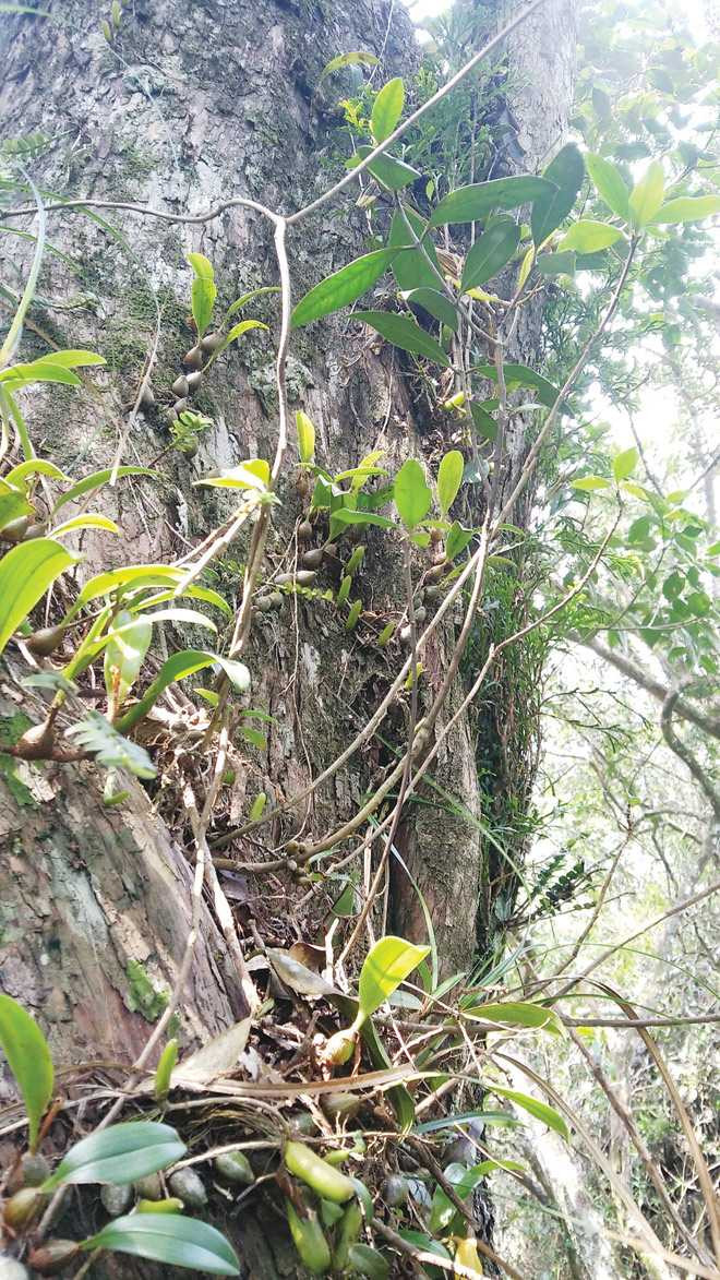 Lạc giữa vương quốc bách xanh ảnh 1