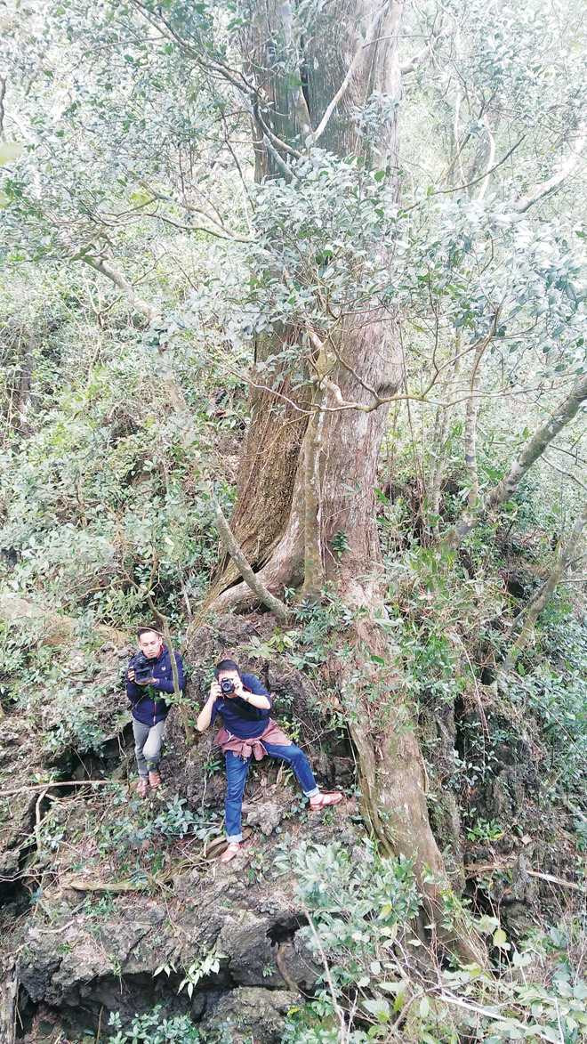 Lạc giữa vương quốc bách xanh ảnh 2