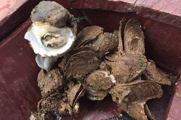 Hinh anh Tim ra nguyen nhan hang ngan tan hau chet tai Quang Ninh