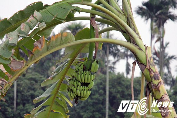 Hinh anh Anh: Hien truong hon 2ha chuoi bi nhom con do dat Cang dung dao kiem pha nat 29