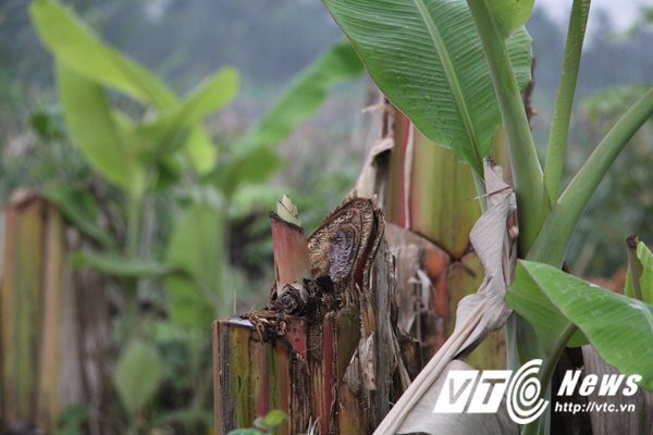 Hinh anh Anh: Hien truong hon 2ha chuoi bi nhom con do dat Cang dung dao kiem pha nat 31