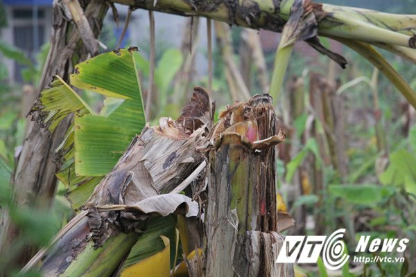 Hinh anh Phan no nhom con do dung dao kiem tan pha hang ngan cay chuoi cua nguoi dan o Hai Phong 4