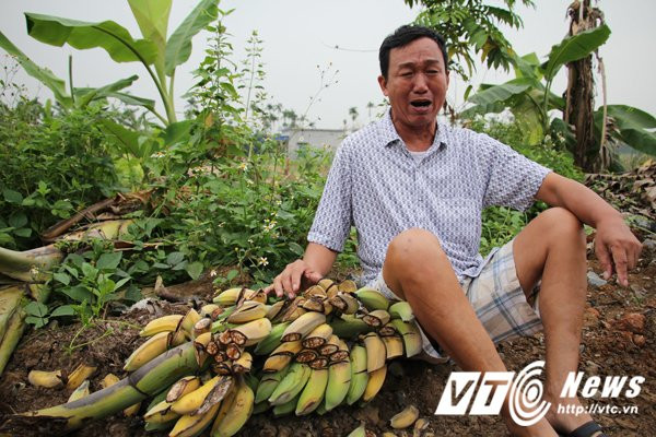 Hinh anh Giam doc cong ty thue nguoi triet ha hang ngan cay chuoi co the doi mat voi khung hinh phat cao hon 5