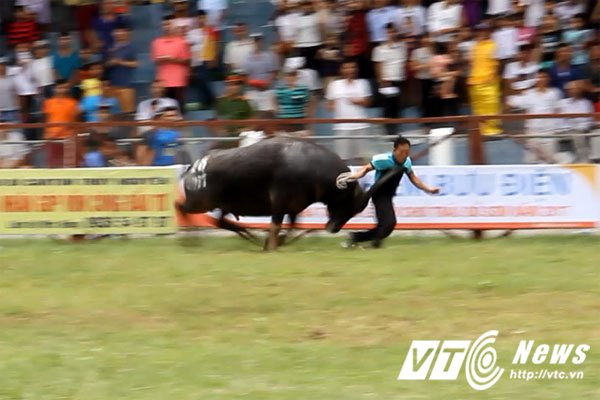 Trau dien hung tung chu nhan