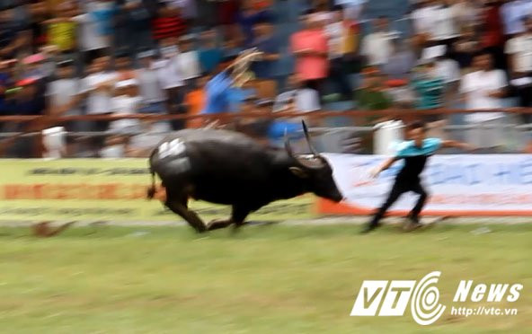 Trau dien hung tung chu nhan-3