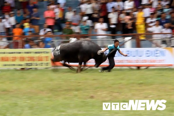 Trau dien hung tung chu nhan