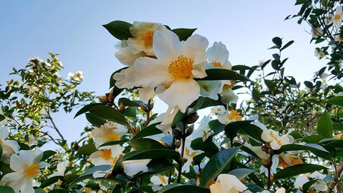 23559954_1399002133545861_7936286165026307586_n 15