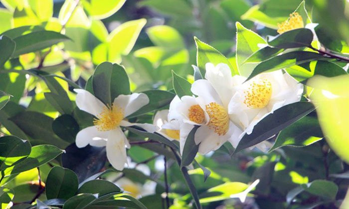 24991415_1423981141047960_1202525940182897566_n 4