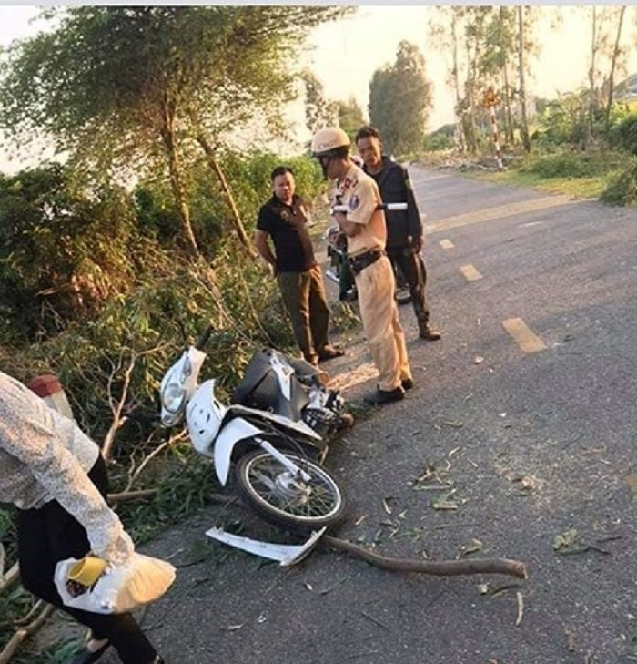 cay do chet nguoi Hai Duong