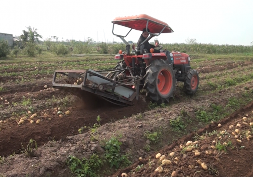 Nông dân sáng chế máy thu hoạch khoai tây