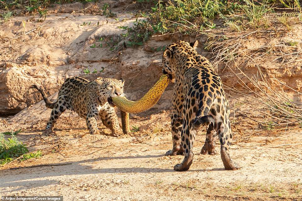 Mẹ con báo đốm tranh giành xác trăn anaconda