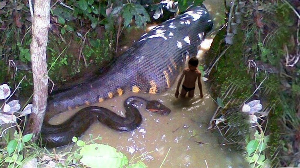 Chuyện ly kỳ về rắn khổng lồ nặng 300 - 400 kg chặn đầu xe khách ở An Giang