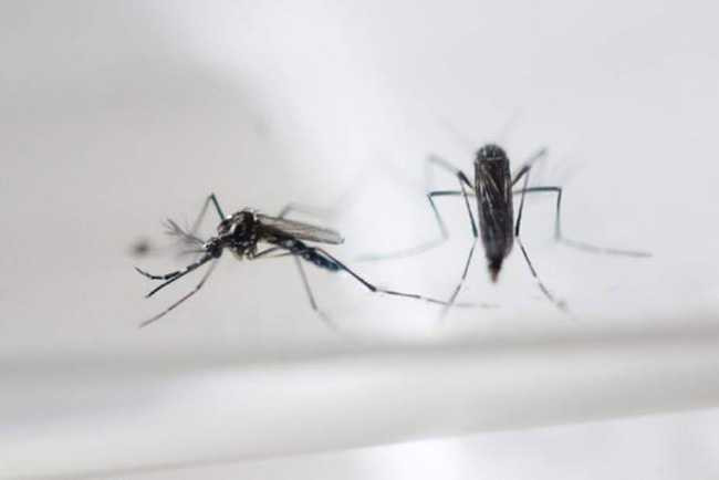 phat-hien-muoi-van-viet-nam-chua-virus-zika-140638