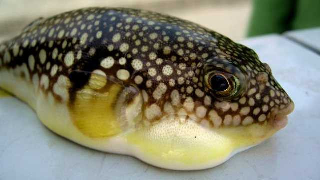 nhung-mn-hai-san-doc-chet-nguoi