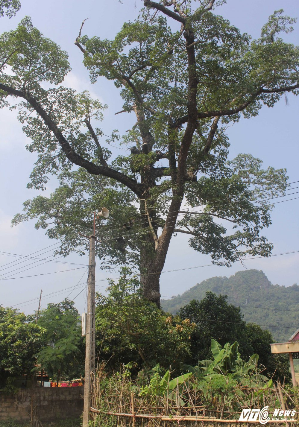 Hinh anh Cay gao khong lo khong ai dam den va loi don noi ngu cua ‘ma tranh’