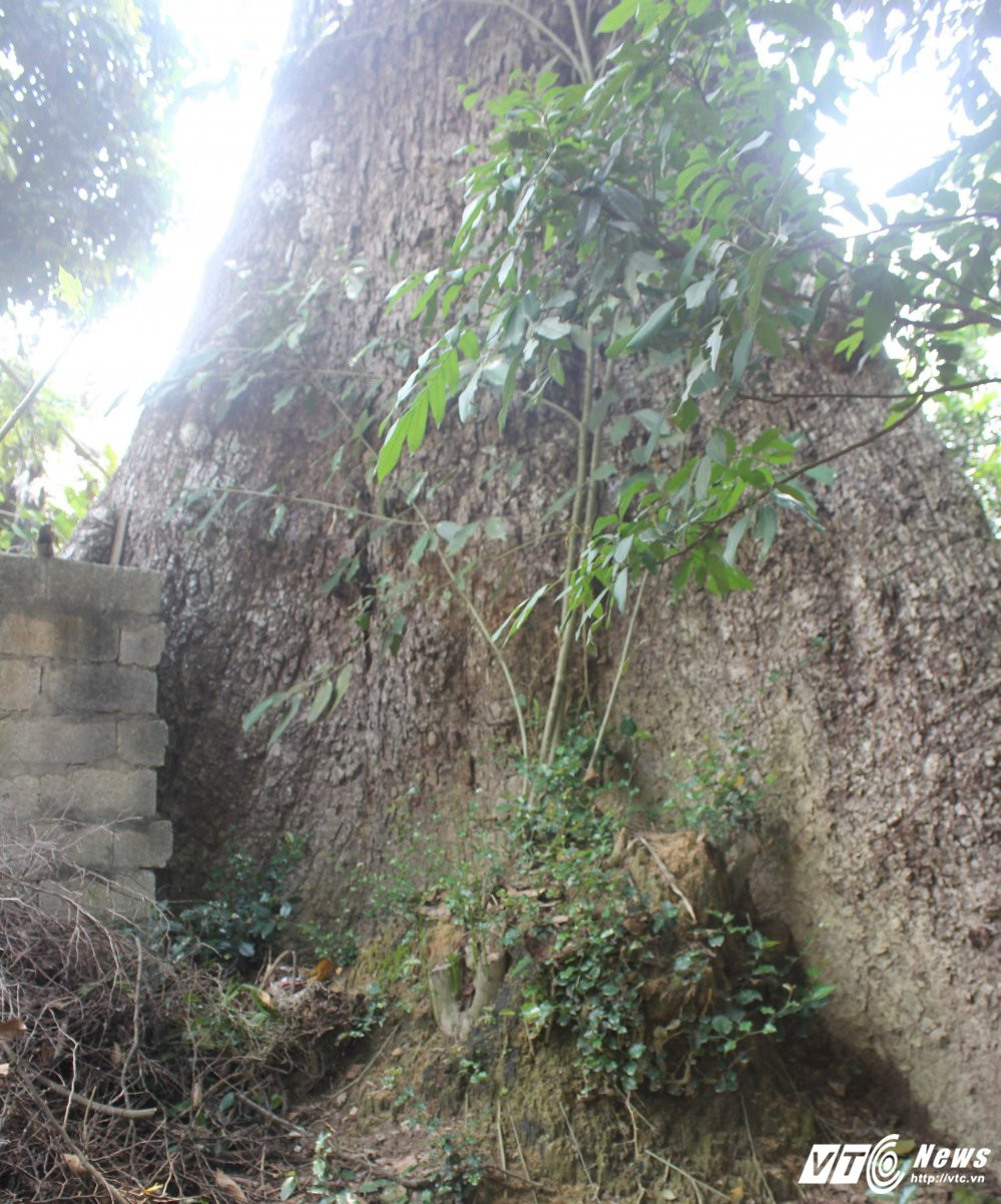 Hinh anh Cay gao khong lo khong ai dam den va loi don noi ngu cua ‘ma tranh’ 4