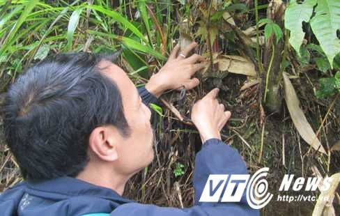 Hinh anh Giai ma su that ve co kim cuong - thu co dat nhu vang rong