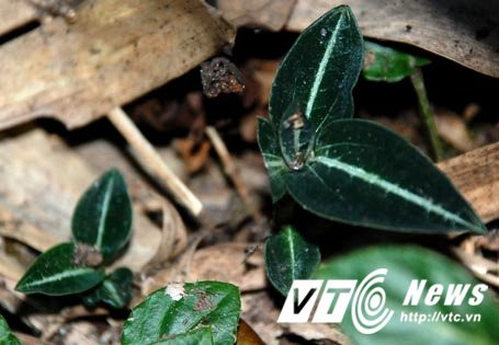 Hinh anh Giai ma su that ve co kim cuong - thu co dat nhu vang rong