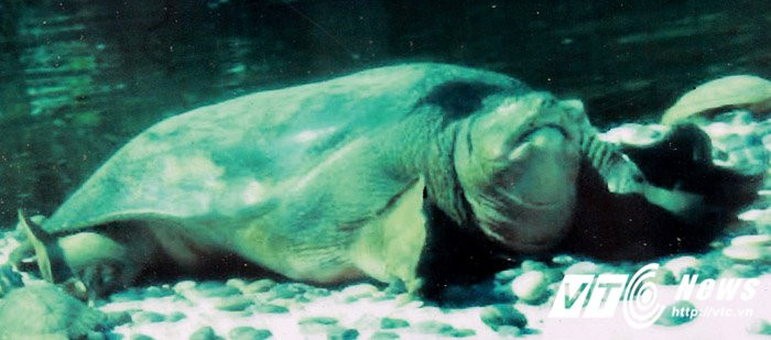 Hinh anh Ngo ngang hai con ‘rua Ho Guom’ khong lo o Tay Vien Tu 3