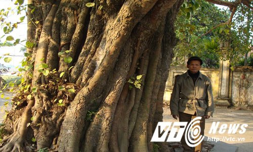 Hinh anh Kinh ngac 'khu rung' co thu voi nhung than cay khong lo tu thoi Tran o Ha Noi 3