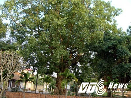 Hinh anh Kinh ngac 'khu rung' co thu voi nhung than cay khong lo tu thoi Tran o Ha Noi 4