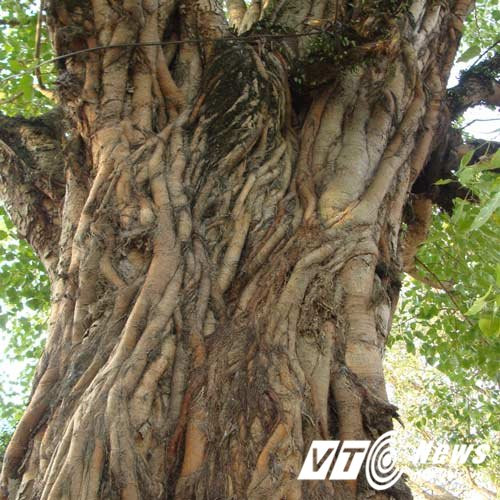 Hinh anh Kinh ngac 'khu rung' co thu voi nhung than cay khong lo tu thoi Tran o Ha Noi 5