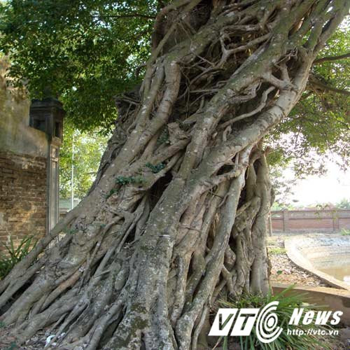 Hinh anh Kinh ngac 'khu rung' co thu voi nhung than cay khong lo tu thoi Tran o Ha Noi 6