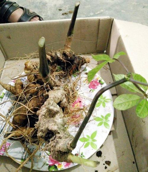 Hinh anh Su that ngo ngang quanh nhung cu sam Ngoc Linh khong lo gia nua ty