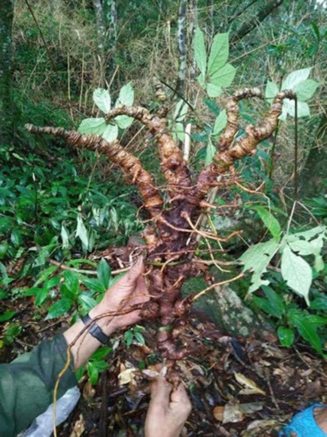 Hinh anh Su that ngo ngang quanh nhung cu sam Ngoc Linh khong lo gia nua ty